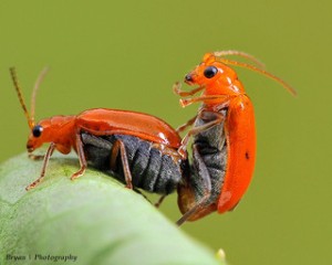 bugs mating on a leaf 